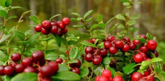 Cranberry: uma fruta repleta de benefícios para a saúde Cranberry: uma fruta repleta de benefícios para a saúde