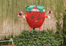 Festa de Flores e Morangos de Atibaia apresenta novidades