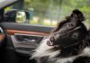 Turismo pet friendly ganha força nas estâncias paulistas