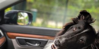 Turismo pet friendly ganha força nas estâncias paulistas