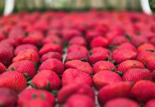 Festa de Flores e Morangos realiza 44ª edição em Atibaia Festa de Flores e Morangos realiza 44ª edição em Atibaia