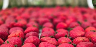 Festa de Flores e Morangos realiza 44ª edição em Atibaia