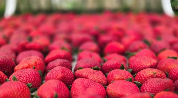 Festa de Flores e Morangos realiza 44ª edição em Atibaia