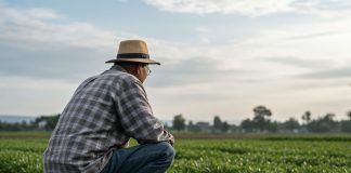 Produtor rural tem direito à prorrogação de dívida Produtor rural tem direito à prorrogação de dívida