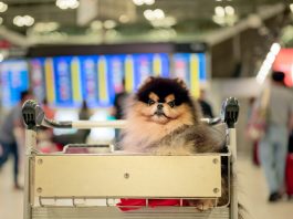 Viagem com pets: KAYAK revela desafios e oferece dicas