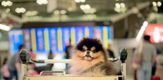 Viagem com pets: KAYAK revela desafios e oferece dicas Viagem com pets: KAYAK revela desafios e oferece dicas