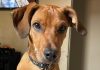 Falha em entrega leva à morte de cachorro