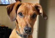 Falha em entrega leva à morte de cachorro