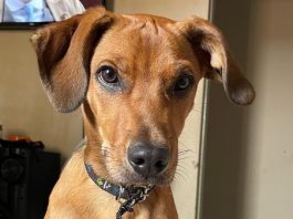 Falha em entrega leva à morte de cachorro