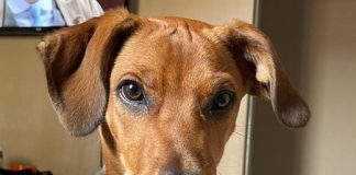 Falha em entrega leva à morte de cachorro