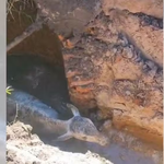 Botucatu: Resgate de novilha que caiu em buraco com lama mobiliza Bombeiros e Defesa Civil