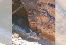 Botucatu: Resgate de novilha que caiu em buraco com lama mobiliza Bombeiros e Defesa Civil