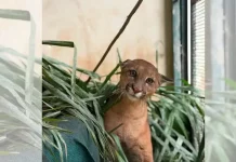 Botucatu: Onça-parda atropelada em rodovia se recupera e é solta na natureza