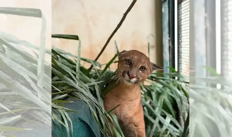 Botucatu: Onça-parda atropelada em rodovia se recupera e é solta na natureza