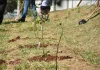 Botucatu lança projeto de Microflorestas e Pomares Urbanos com primeiro plantio na região da Rodoviária