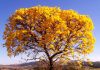 Dia da Árvore é comemorado em 21 de setembro Dia da Árvore é comemorado em 21 de setembro