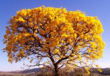 Dia da Árvore é comemorado em 21 de setembro
