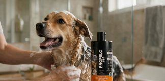 Propelo leva cuidado profissional para banho de pets em casa