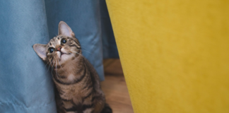 Veterinário online: quando buscar atendimento para o pet