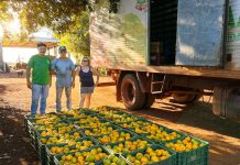 Sidrolândia lidera CeasaMS com a força do pequeno agricultor
