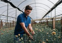 Primavera destaca diversidade no mercado de flores