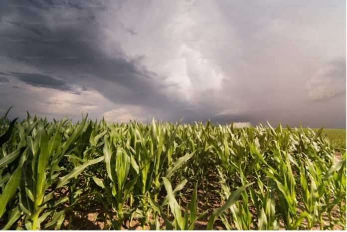 El Niño eleva desafio para a safra de verão