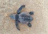 Indústria alagoana apoia conservação da fauna marinha