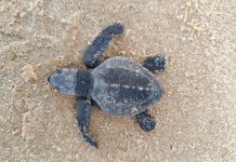 Indústria alagoana apoia conservação da fauna marinha