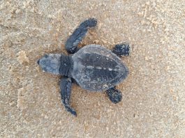 Indústria alagoana apoia conservação da fauna marinha
