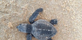 Indústria alagoana apoia conservação da fauna marinha