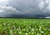 El Niño forte aumenta risco para o agronegócio