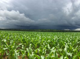 El Niño forte aumenta risco para o agronegócio