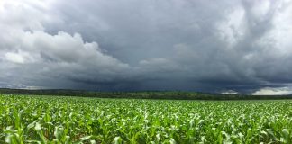 El Niño forte aumenta risco para o agronegócio El Niño forte aumenta risco para o agronegócio
