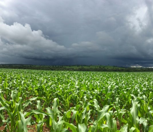 El Niño forte aumenta risco para o agronegócio