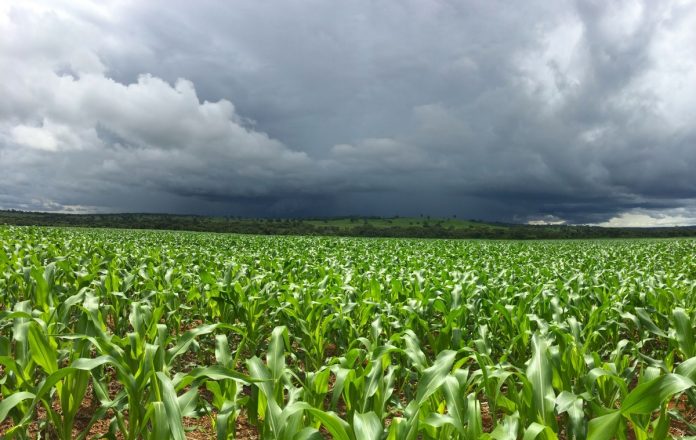 El Niño forte aumenta risco para o agronegócio
