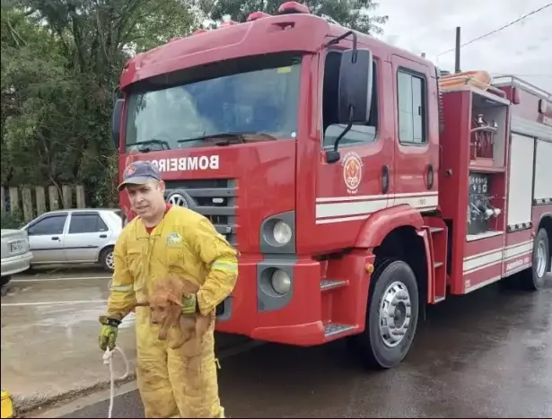 Cachorro é resgatado após passar dois dias preso em buraco próximo à Rodoviária de Botucatu