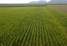 Madeira é destaque de MG na economia de baixo carbono