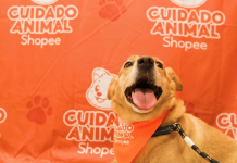 Shopee e Ampara Animal fazem mutirões gratuitos de saúde pet Shopee e Ampara Animal fazem mutirões gratuitos de saúde pet
