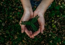 Future Climate abre a conta de restaurar 12 mil hectares Future Climate abre a conta de restaurar 12 mil hectares