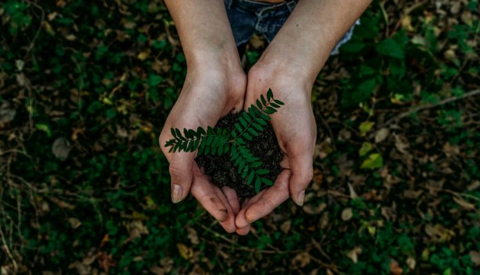 Future Climate abre a conta de restaurar 12 mil hectares Future Climate abre a conta de restaurar 12 mil hectares