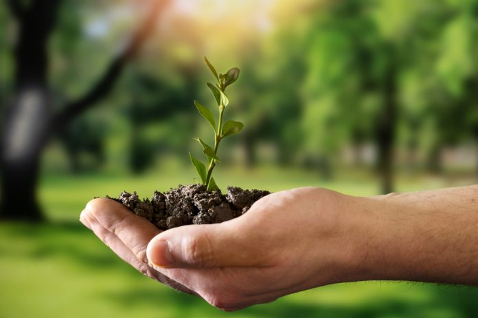 Restauração produtiva remunera o produtor antes do carbono