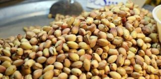 Pistaches oferecem benefícios para a saúde Pistaches oferecem benefícios para a saúde
