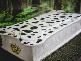 Grupo Zelo detalha opções de despedida para pets