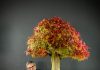 Curitiba terá maior evento de bonsai do Brasil Curitiba terá maior evento de bonsai do Brasil