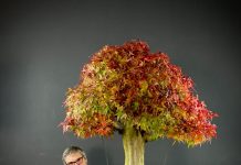 Curitiba terá maior evento de bonsai do Brasil Curitiba terá maior evento de bonsai do Brasil
