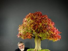 Curitiba terá maior evento de bonsai do Brasil
