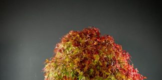 Curitiba terá maior evento de bonsai do Brasil