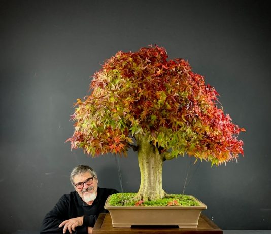 Curitiba terá maior evento de bonsai do Brasil