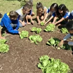 Horta nas Escolas: projeto de Botucatu promove educação ambiental e alimentação saudável desde a infância