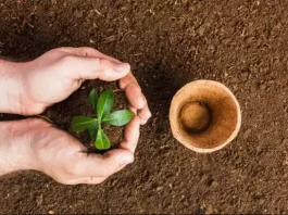 Quer uma árvore em frente de casa? Botucatu recebe pedidos de plantio pelo WhatsApp